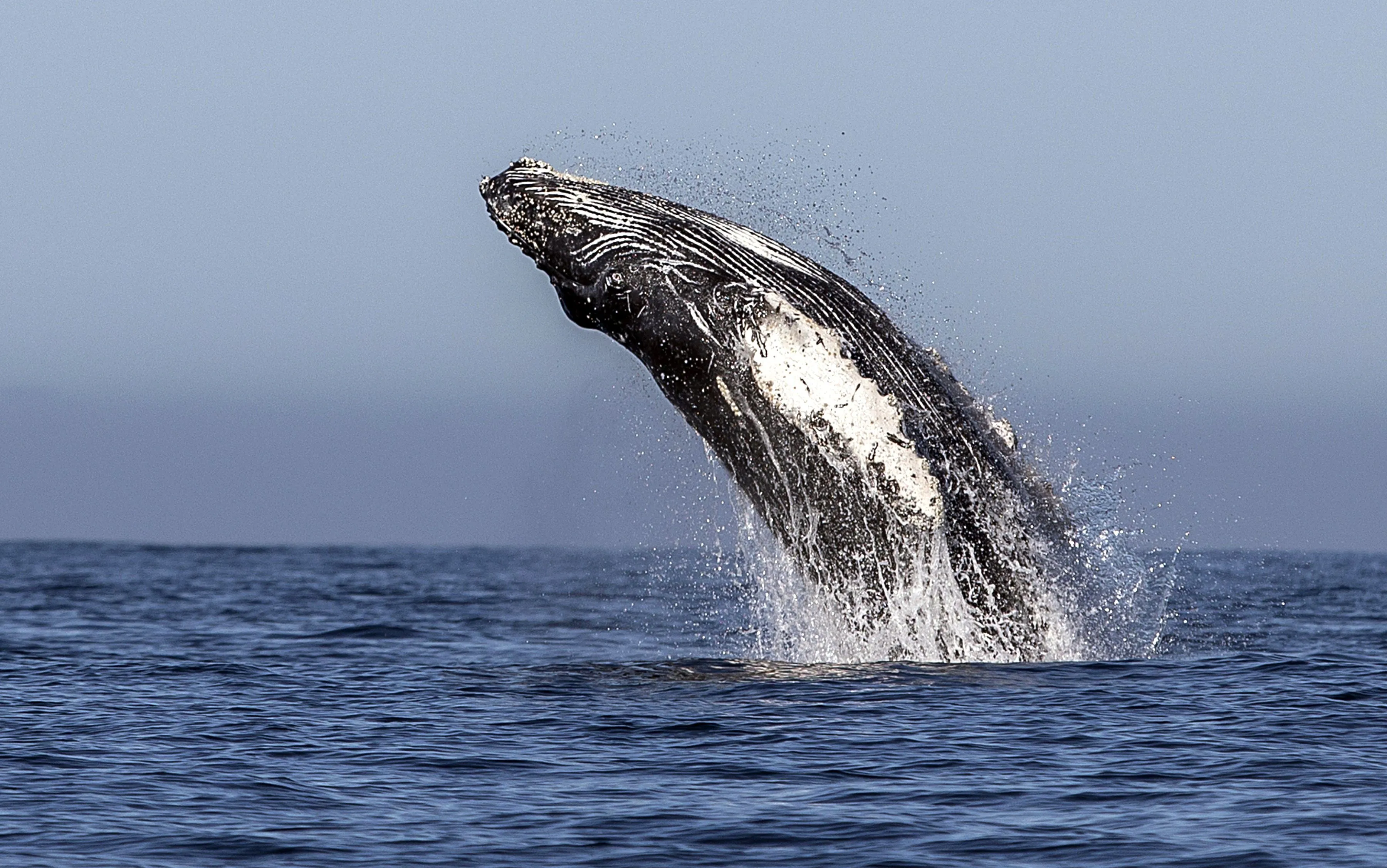 A humpback whale (Megaptera novaeangliae) jumps out of the Pacific Ocean's waters.