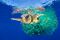 Caretta Caretta Trapped