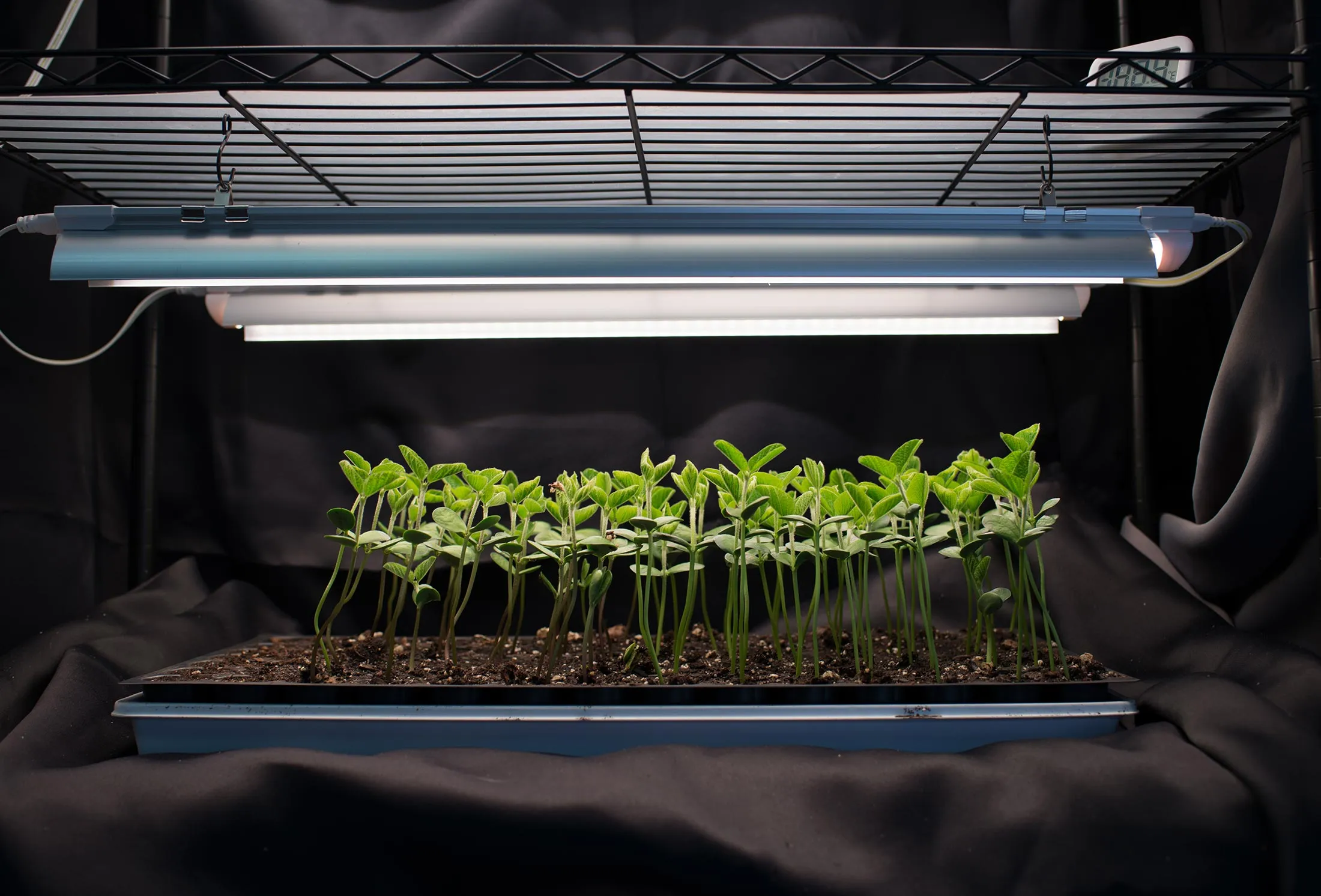 Next-generation ZeaKal PhotoSeed bean seedlings.