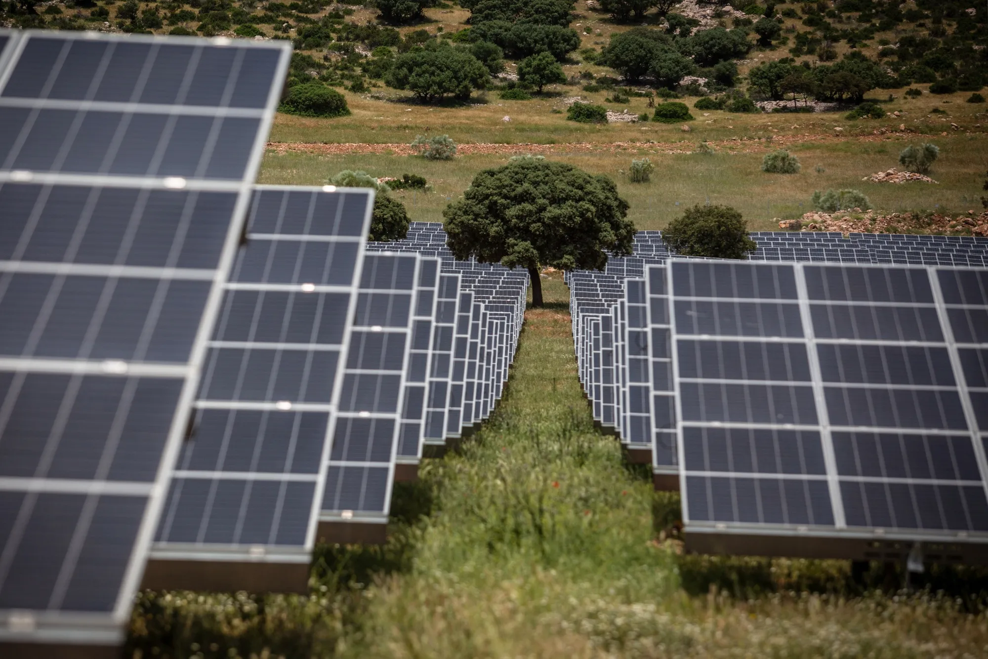 A Tree Growing Between Solar Panels