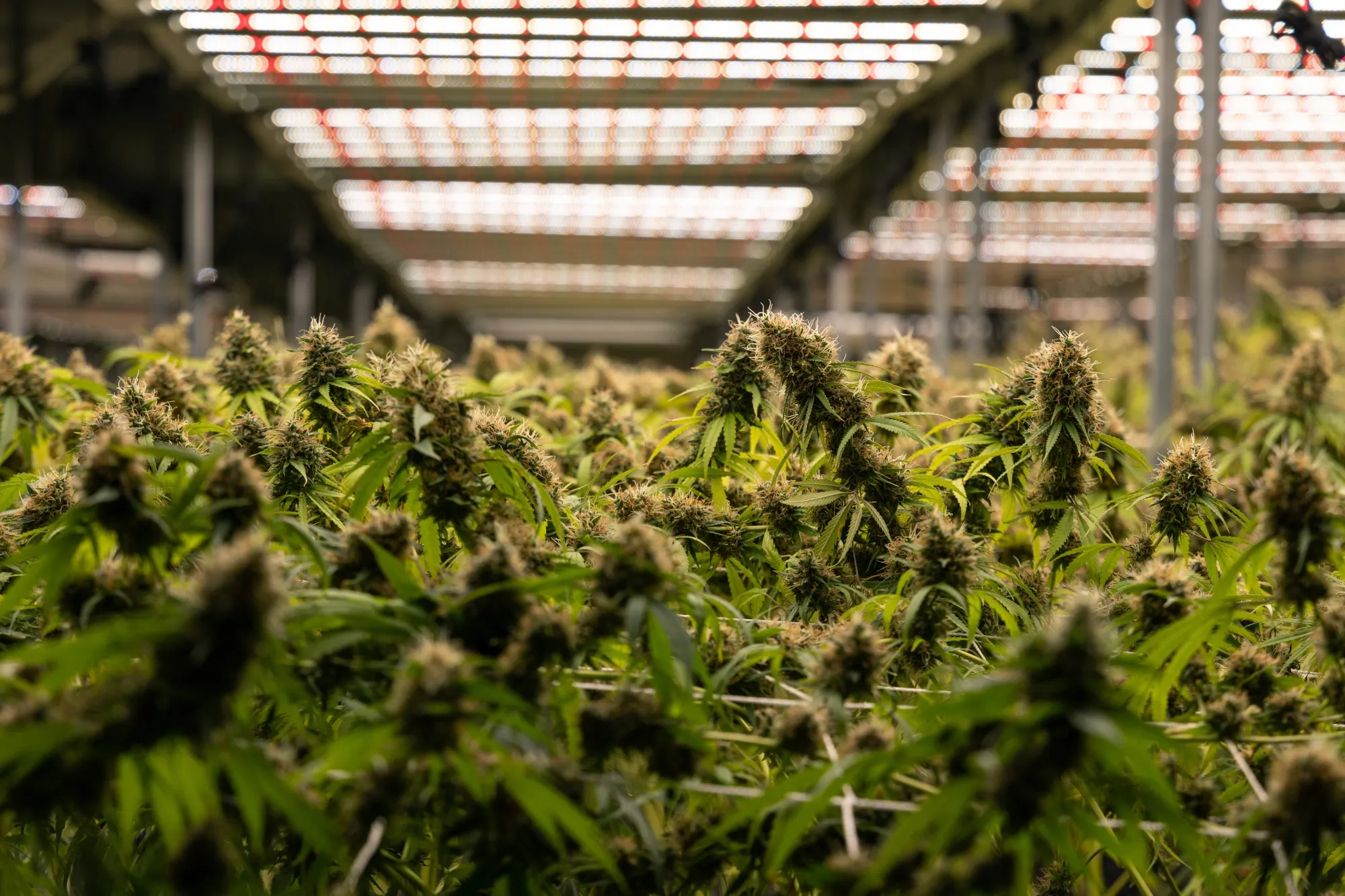 Cannabis plants.