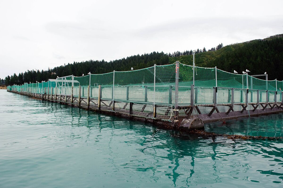 Norway Reduces Salmon Farm Capacity to Limit Impact on Wild Fish ...