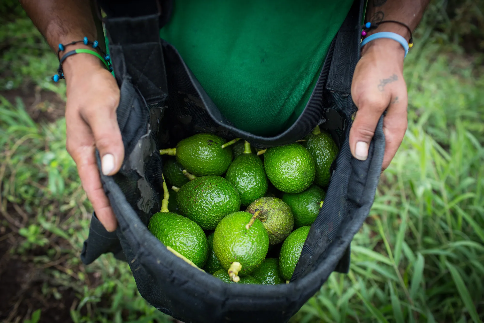 Avocado Farming And Harvest As Colombia Releases Trade Balance Figures