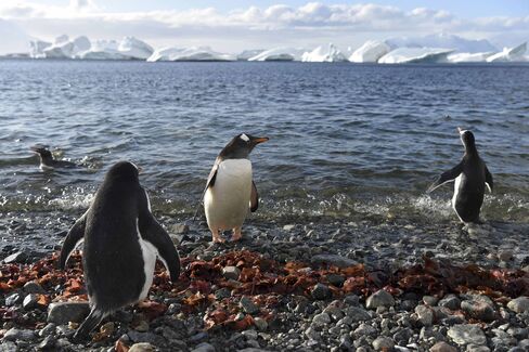 Gentoo penguins in Antarctica.