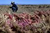 Quinoa Harvest