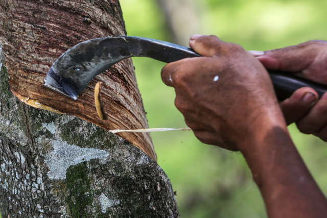 A rubber farmer taps a tree at his plantation in Thailand.
