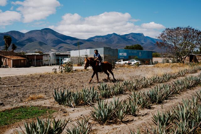 A worker riding a horse on the grounds at Casa Cortés.