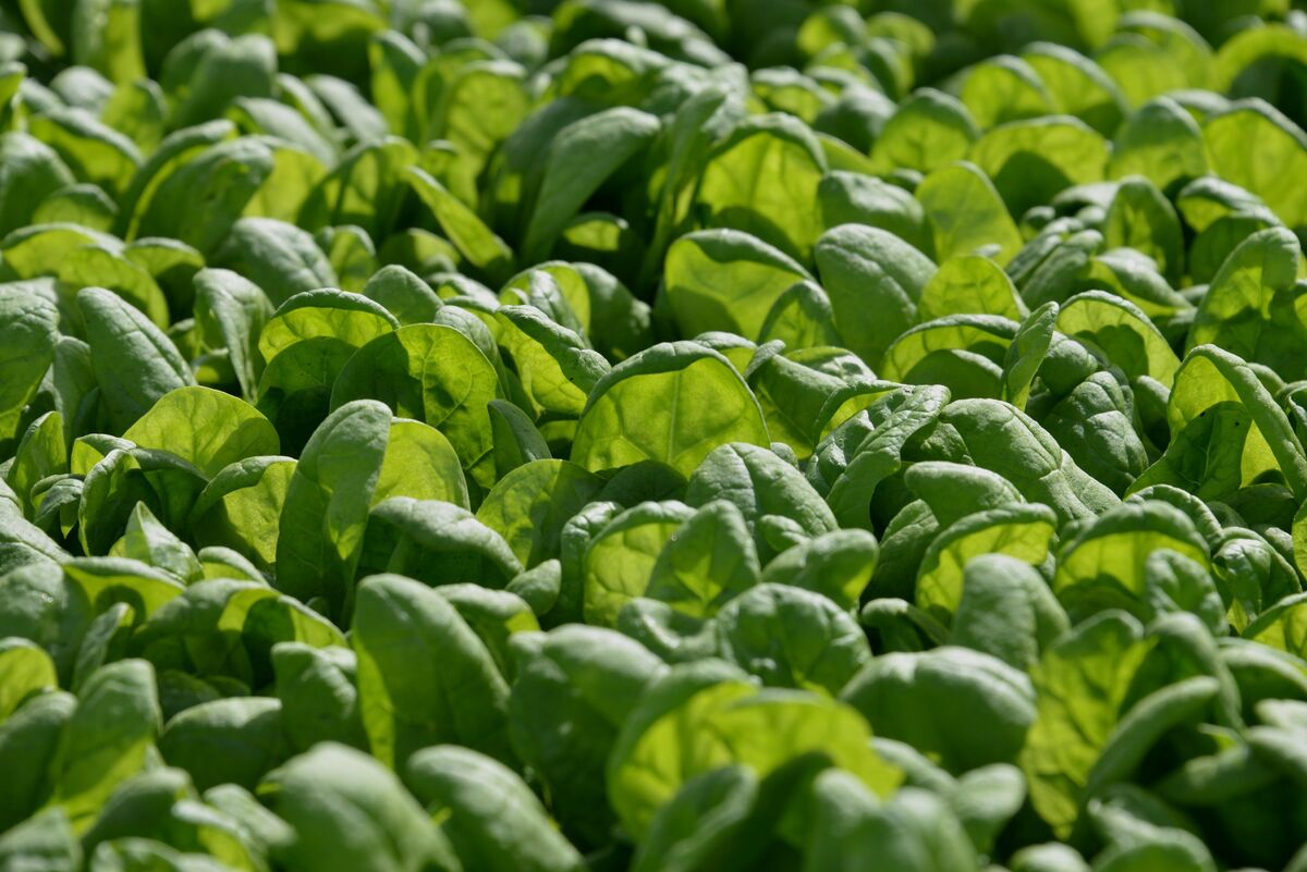 bloomberg.com - Miquéla V Thornton - World Spinach Capital Misses Debt Payments Due to Severe Flood