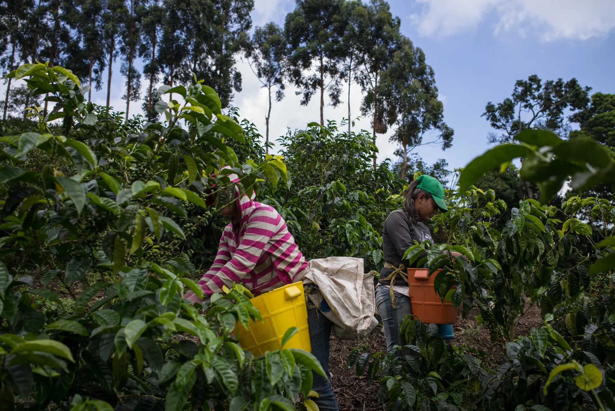 Workers pick coffee cherries at a farm in&nbsp;Cauca region, Colombia.