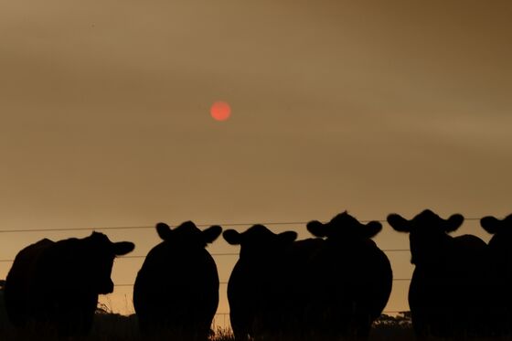 Half a Billion Animals Potentially Killed in Australia Wildfires