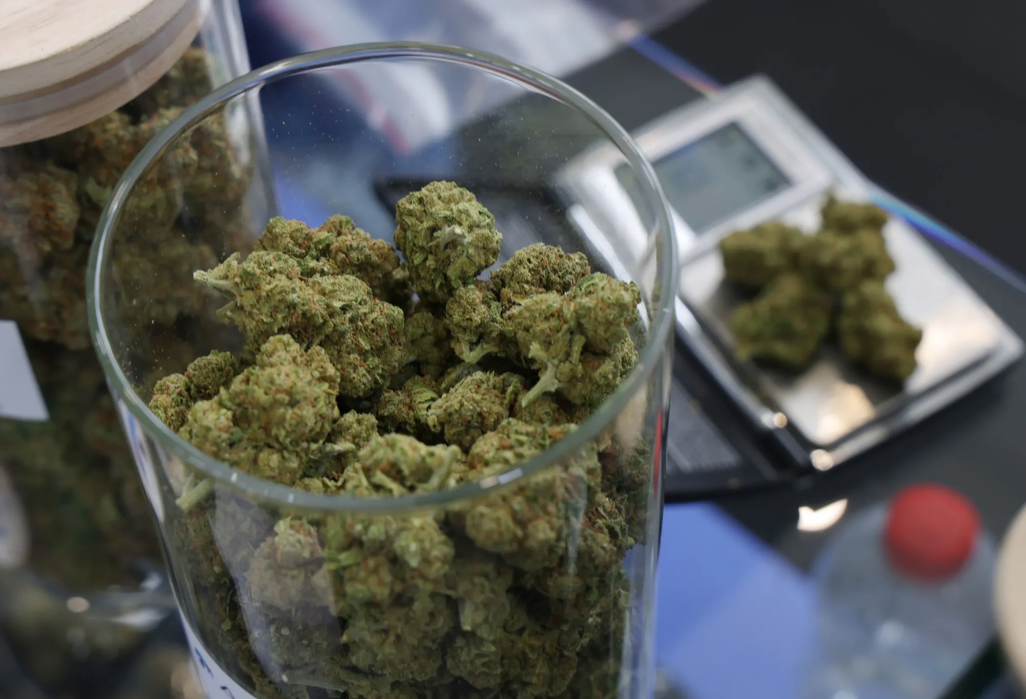 Cannabis buds with high CBD and low THC content.