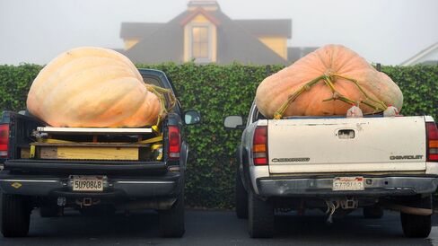 Large pumpkins sit in pickup trucks before the start of the 42nd annual Safeway World Championship Pumpkin Weigh-Off Contest in Half Moon Bay, California on October 12, 2015.