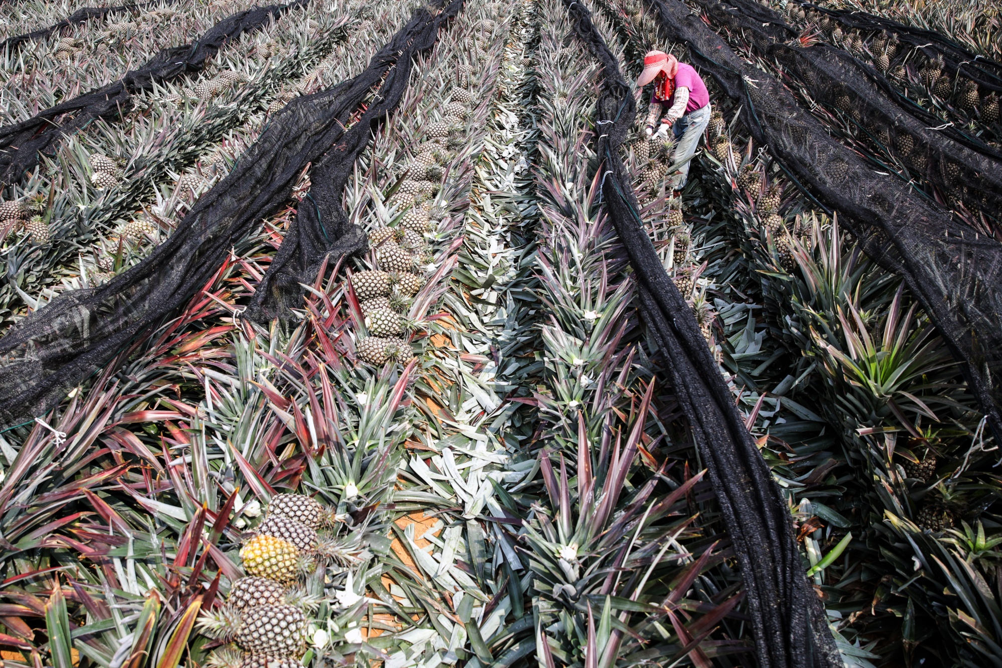 Çin ile son ticaret anlaşmazlığının ortasında Tayvan'da ananas hasadı