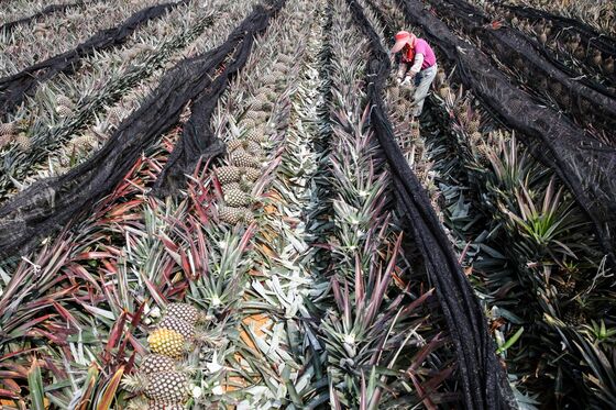 Shoppers in Asia Snap Up Taiwan’s Pineapples in Defiance of China’s Ban