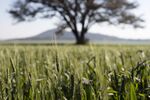 Farming In Zimbabwe