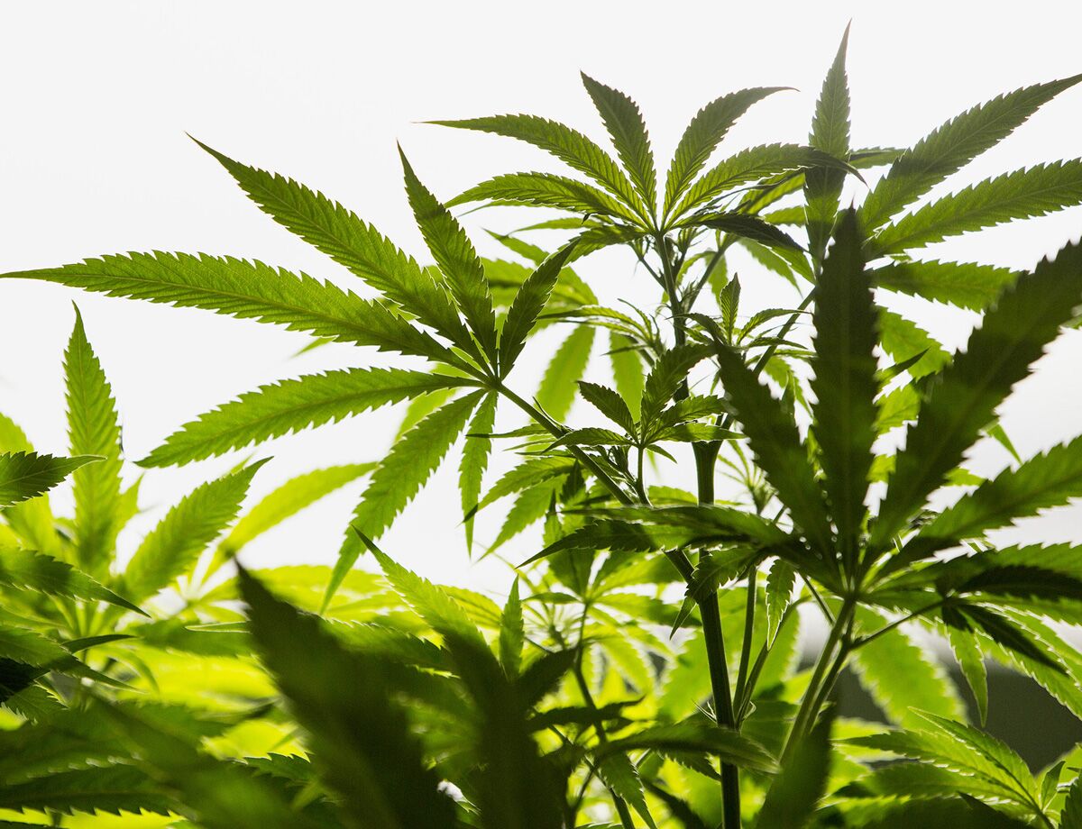 Pot Stock Ticker Pot Stock Ticker