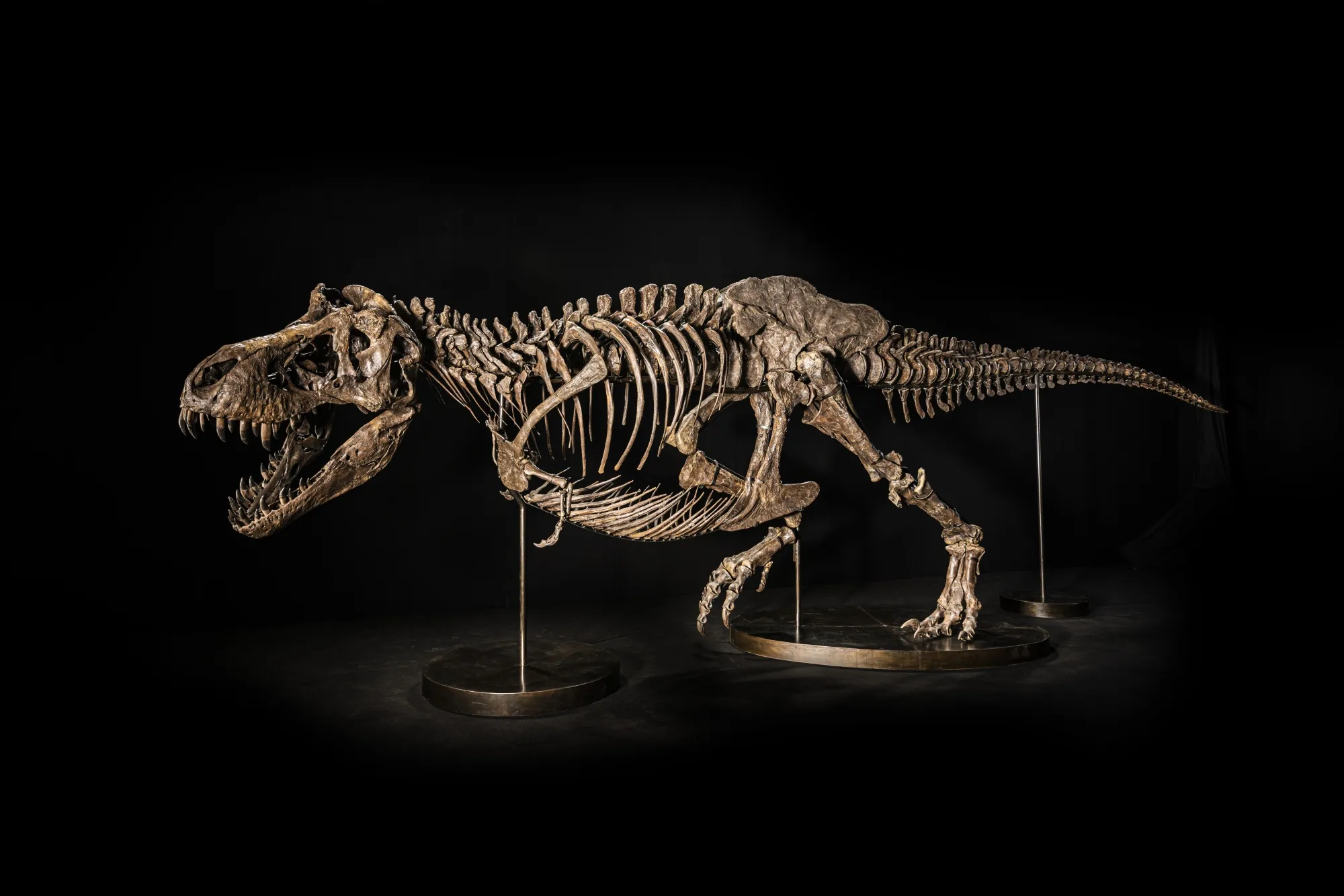 T. Rex Fossil Shen Withdrawn From Christie's Auction in Hong