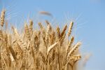Wheat Harvest As Saudi Arabia Considers Russian Farm Trade