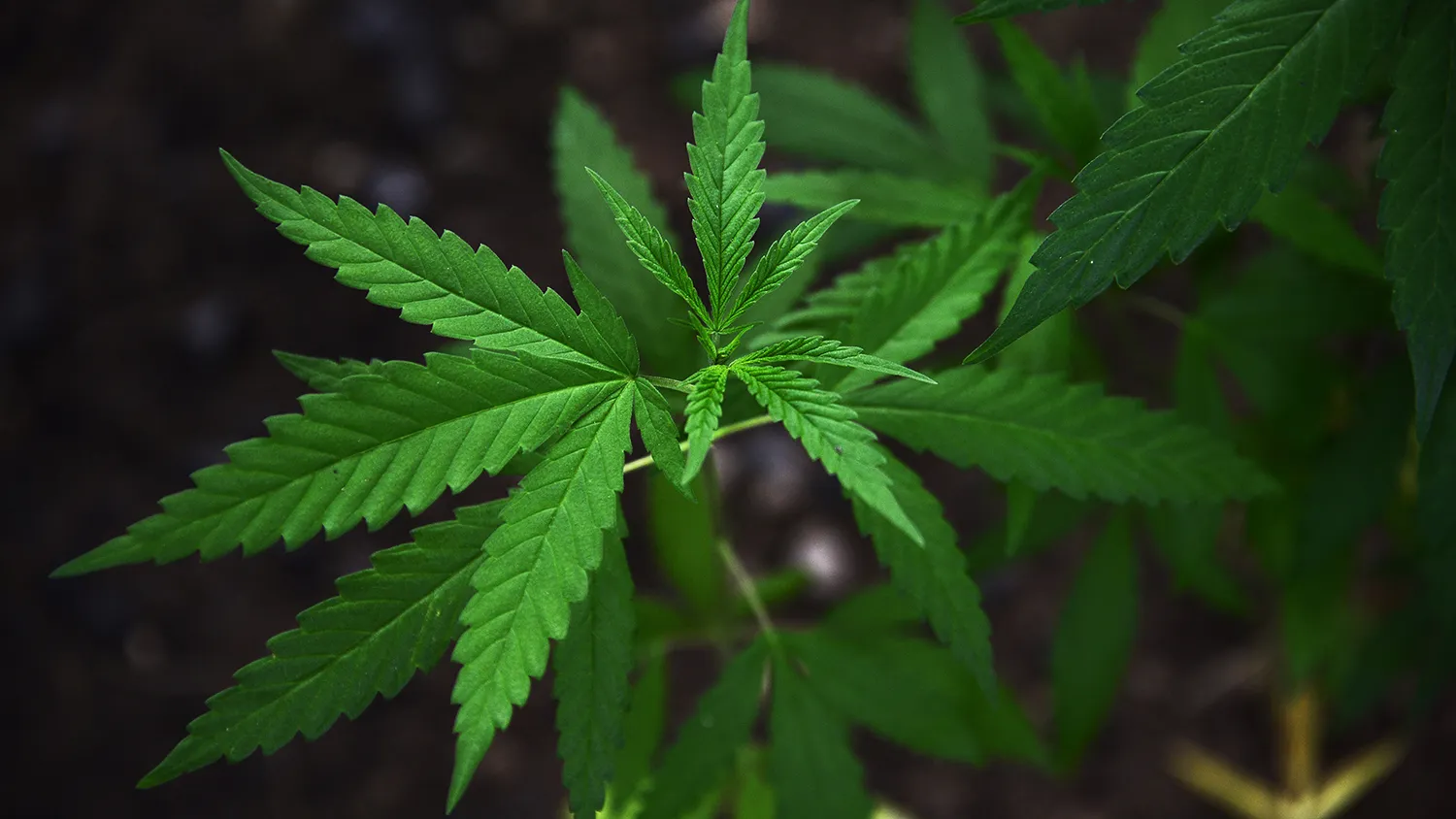 Marijuana plants grow on the grounds of the Bob Marley Museum in Kingston, Jamaica, June 9, 2015.
