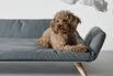 The One Time You Can Justify Spending $1,045 on a Dog Bed