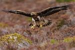 A’Mhòine peninsula’s rare peat bog ecosystem is home to golden eagles and other protected animals.