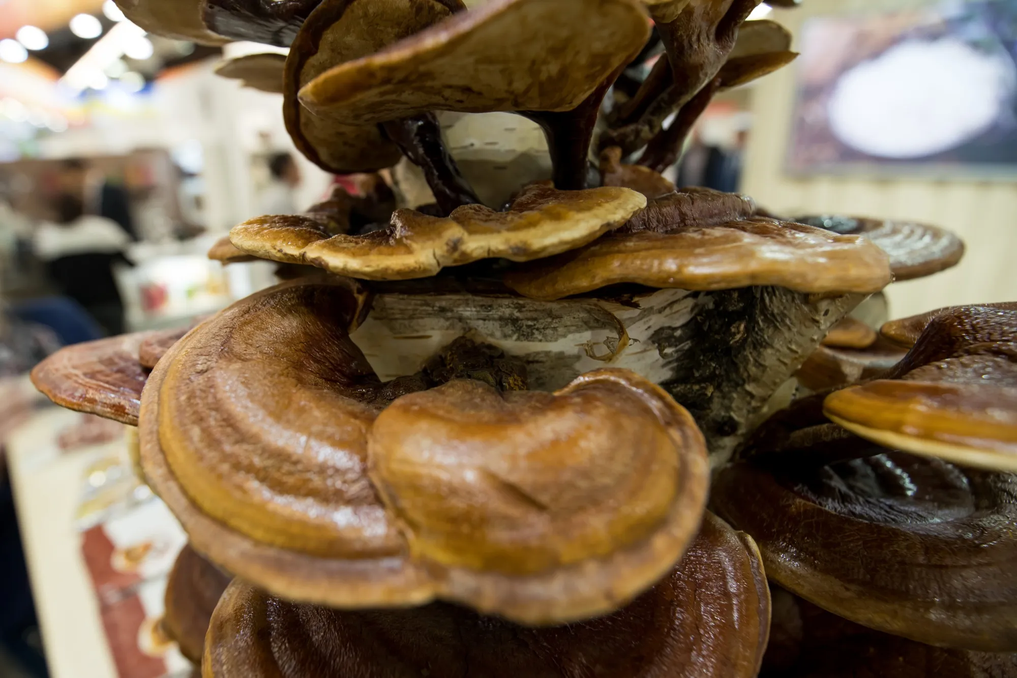 Lingzhi mushrooms.