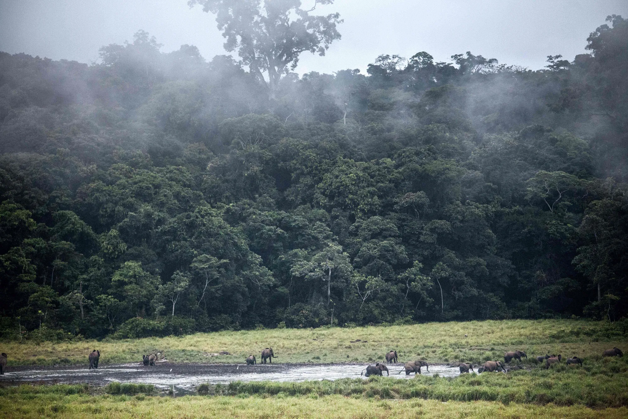 Forest elephants in the Ivindo national park, near Makokou.