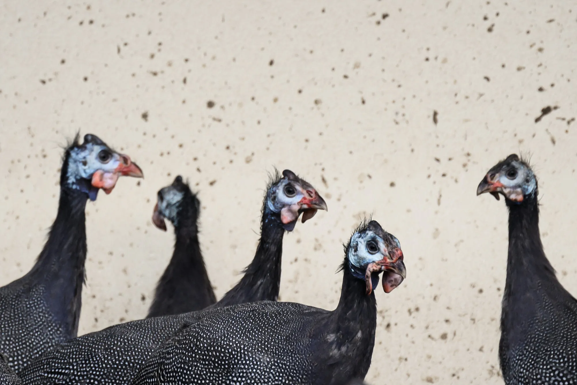Dirty birds.