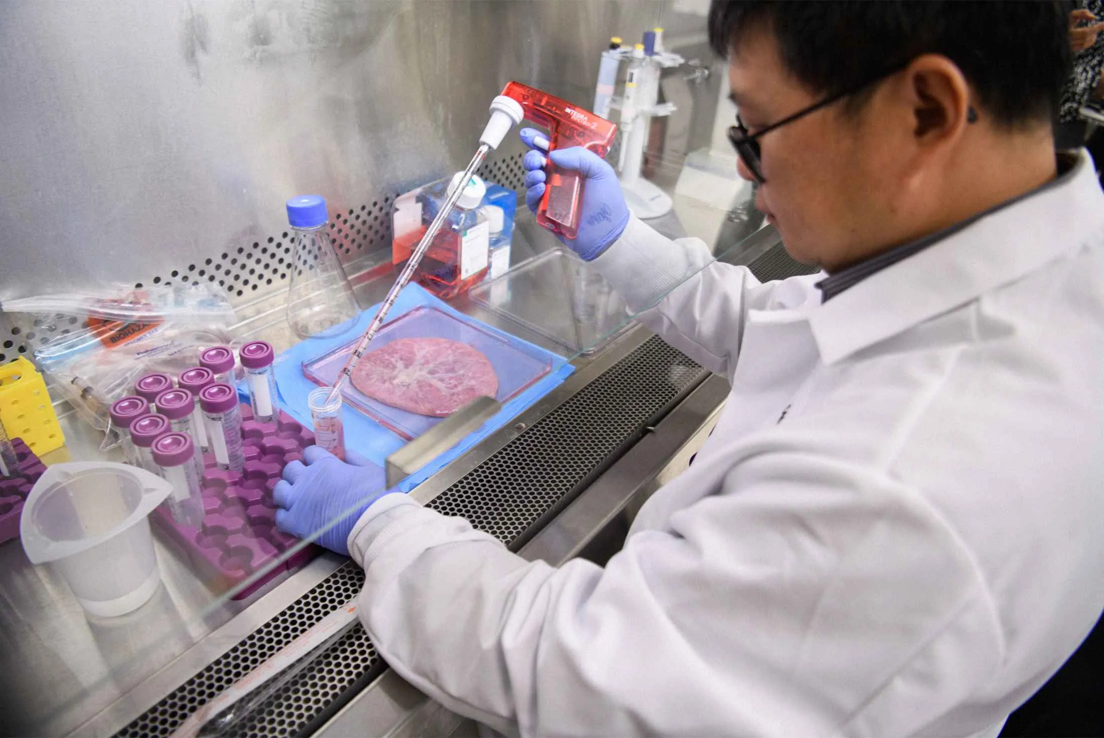 Placenta preparation for stem cell collection.