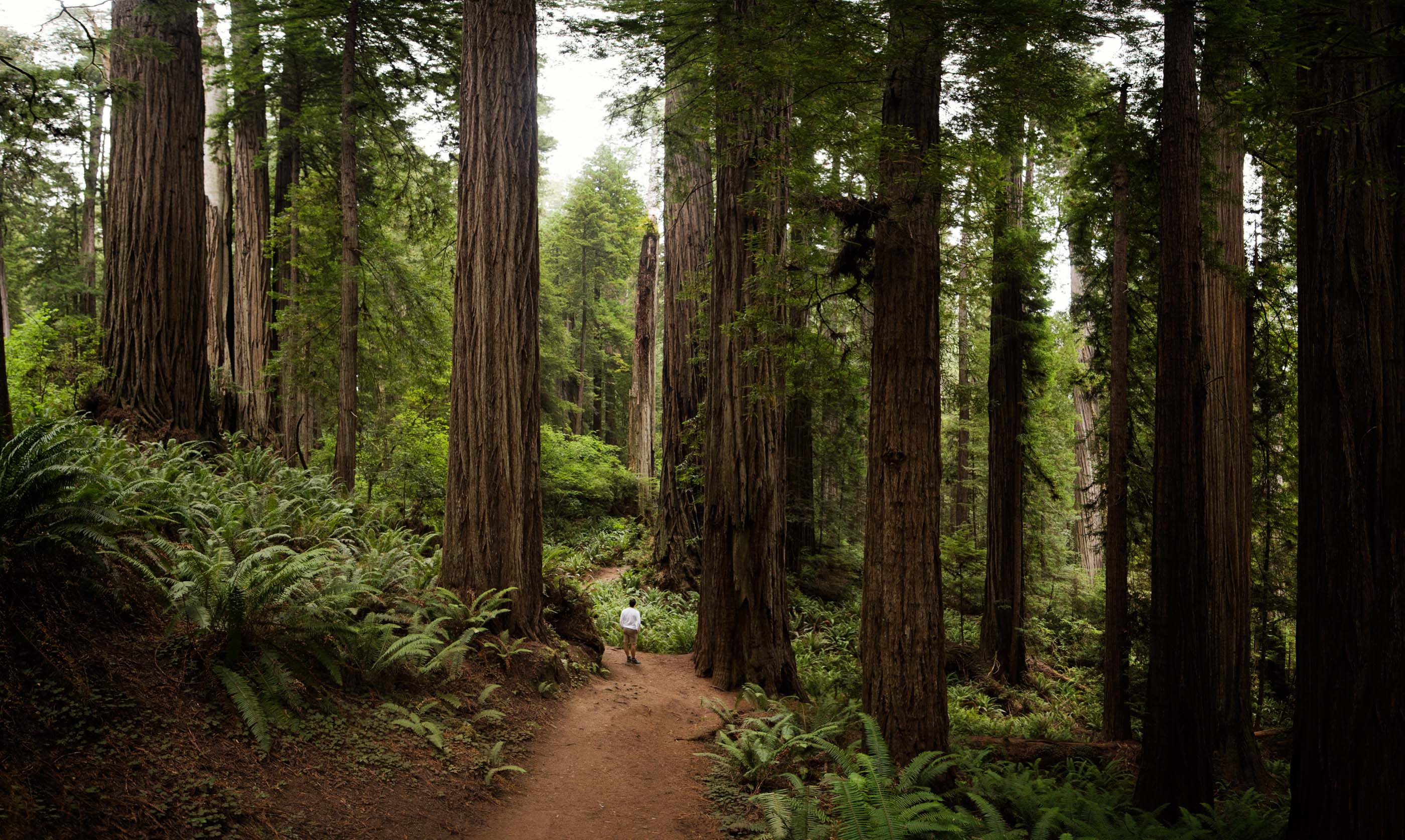 Tourist walking in the Redwood National Park, California, USA. Photographer: Carmen Martínez Torrón/Getty Images