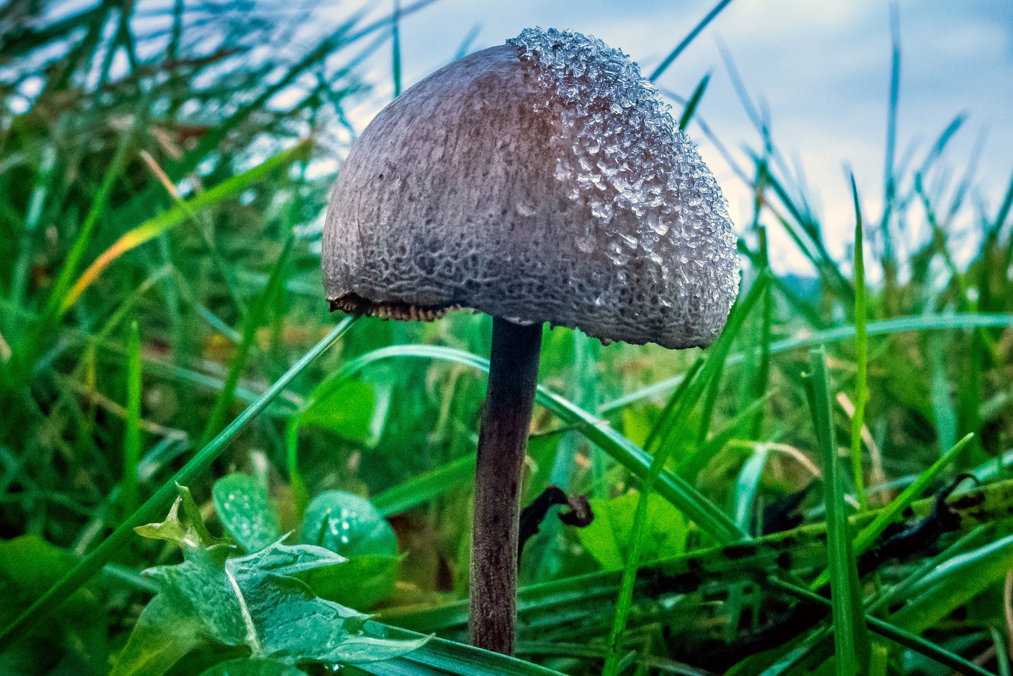 Magic mushrooms, Psilocybe semilanceata, grow outside Brighton.