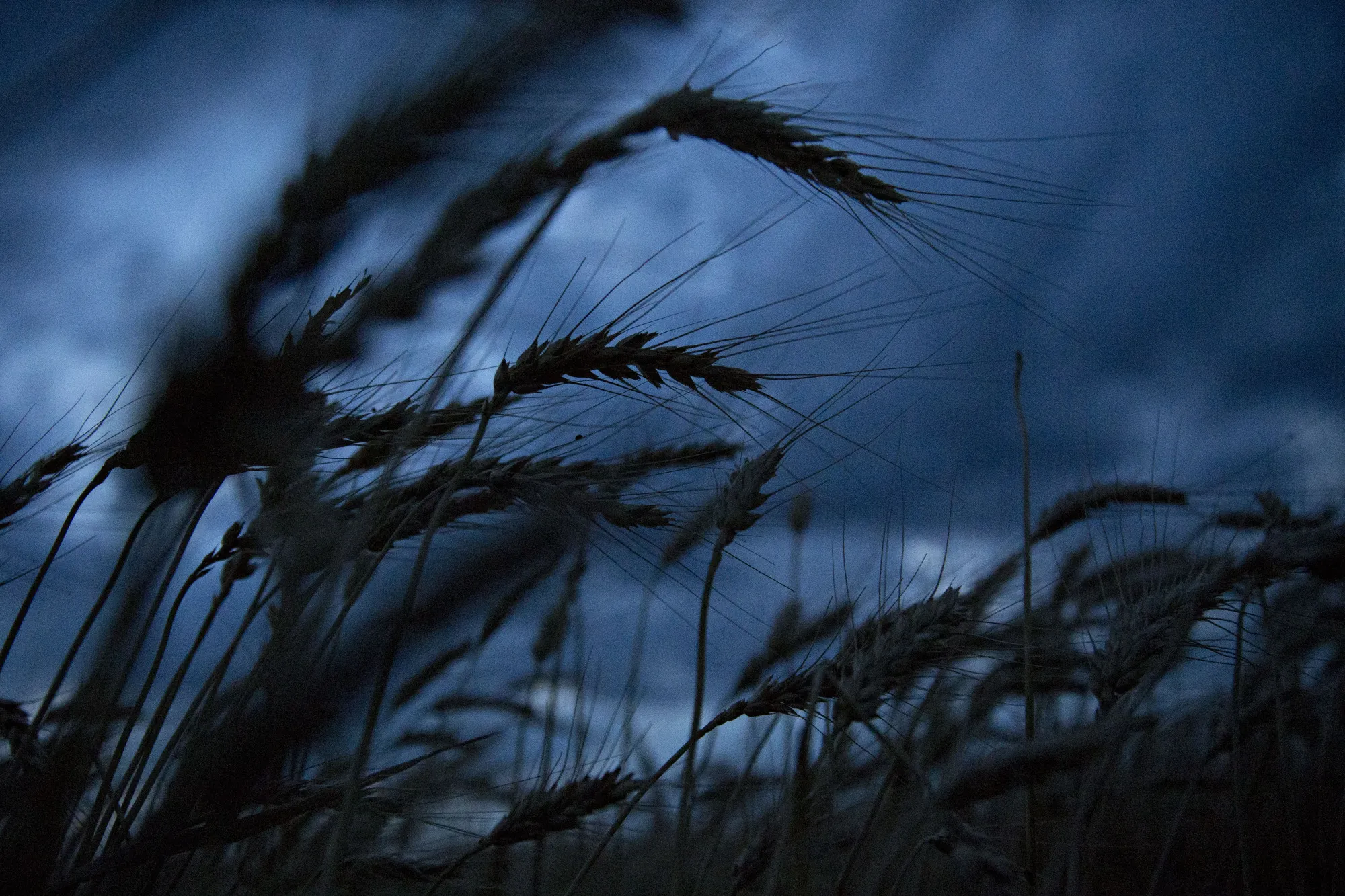 Hard red winter wheat stands in a field during harvest in Plainville, Kansas, U.S.