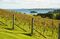 Autumn vineyard on Waiheke Island, Auckland, North Island, New Zealand, Pacific