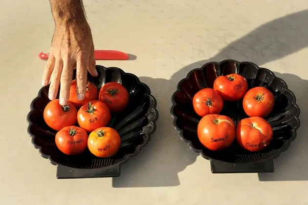 How GMO Crops Can Be Good for the Environment