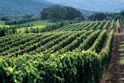Tuscan Wine