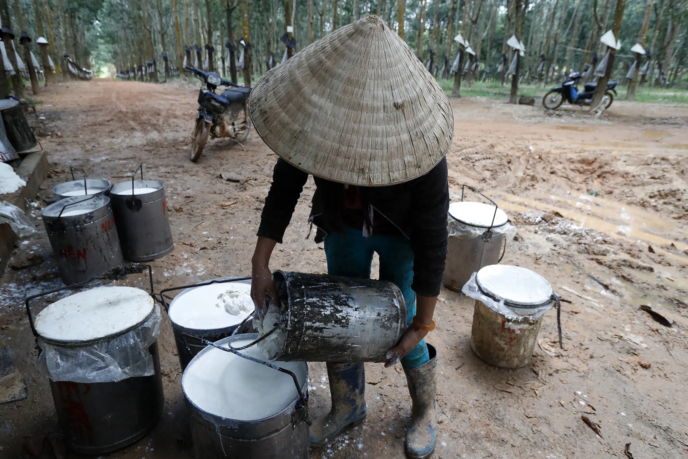 Rubber Tree Latex Collection And Rubber Production.  Kon Tum. Vietnam.