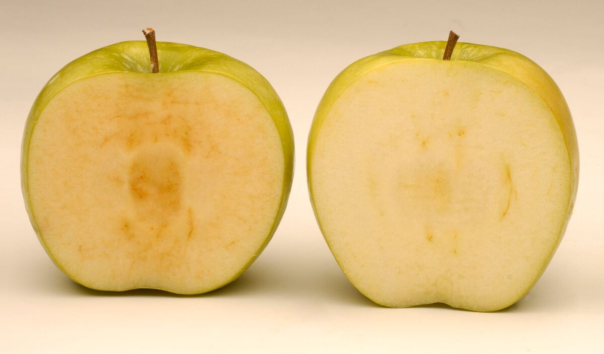 Honeycrisp apple losing its patent protection, but not its appeal