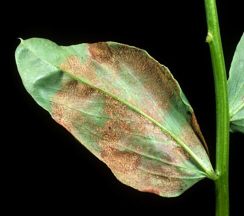 Mysterious Flower-Killing Mildew Makes Gardeners Lose Impatiens