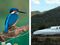 Shinkansen Bullet Train