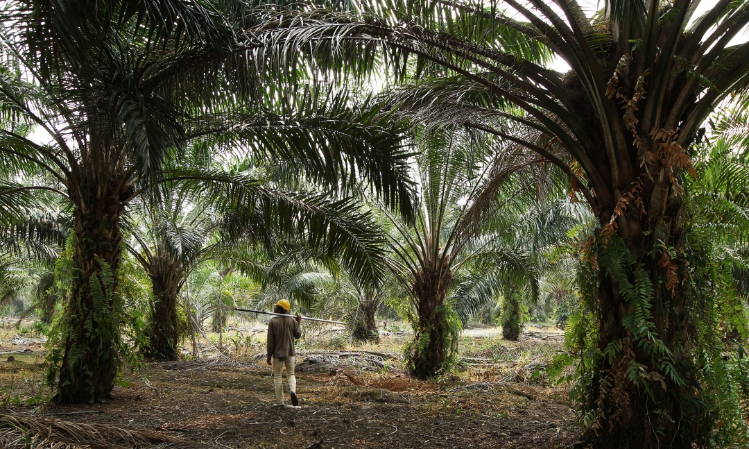 A palm oil plantation in Batu Pahat, Johor, Malaysia.
