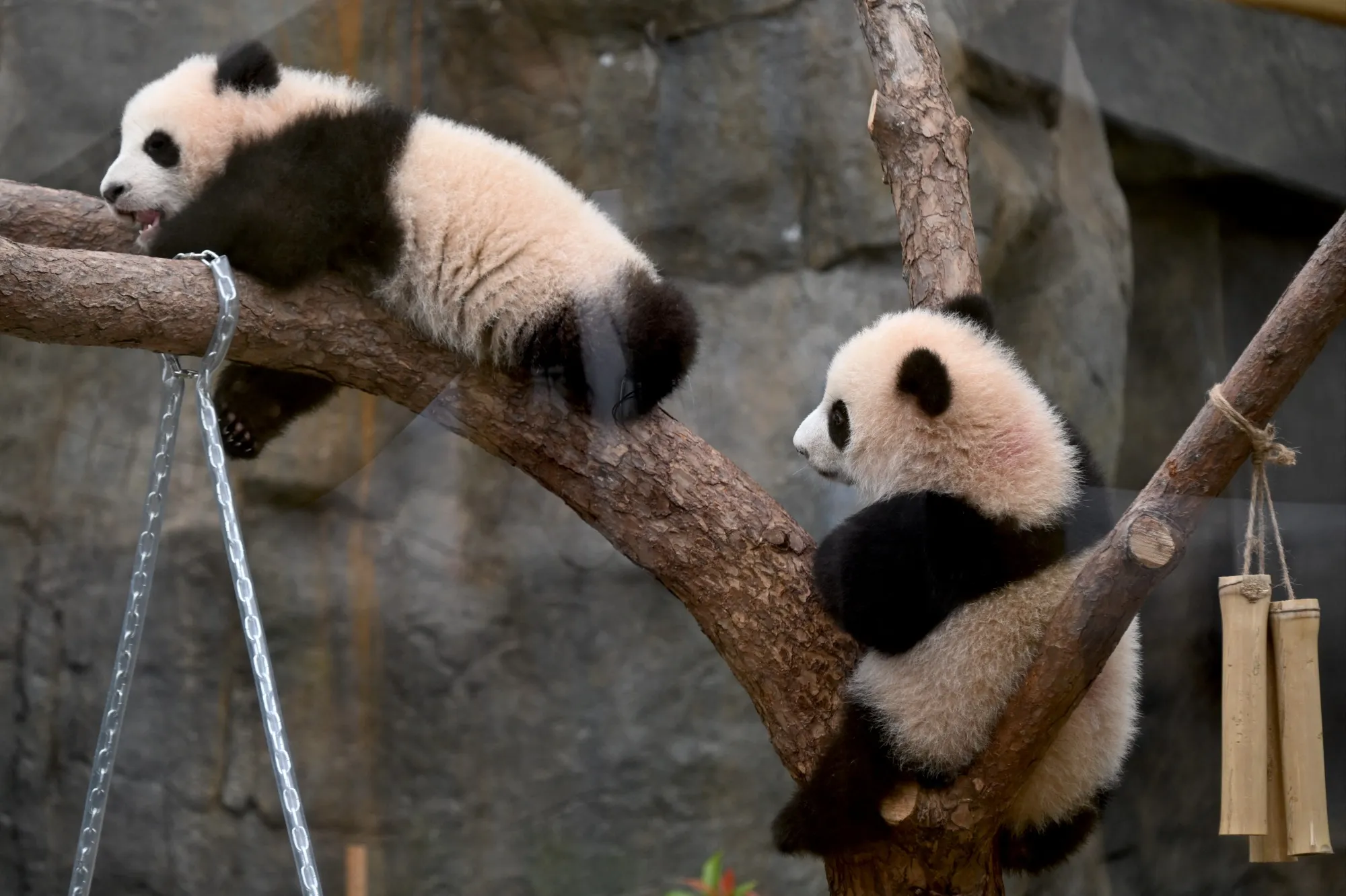 Twin panda cubs in their enclosure in Hong Kong,&nbsp;on Feb. 7.&nbsp;