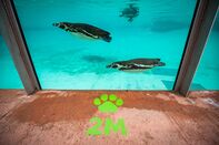 relates to Zoo Closures Are Putting Conservation Programs in Jeopardy