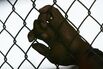 Annual Angola Prison Rodeo Turns Inmates Into Cowboys