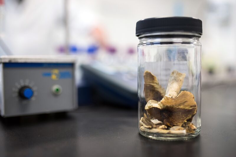 A container of psilocybin&nbsp;mushrooms.&nbsp;