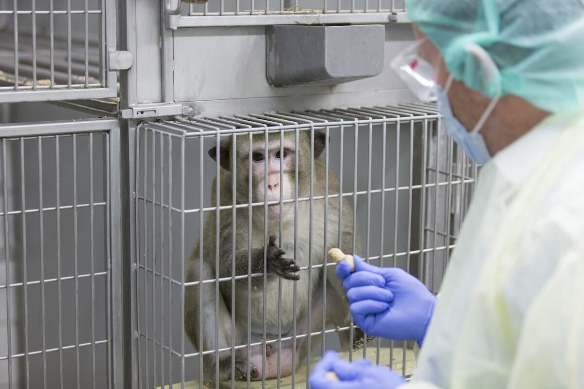 Airlines Accused of Discrimination for Banning Lab Monkeys - Bloomberg Airlines Accused of Discrimination for Banning Lab Monkeys - Bloomberg
