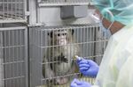 A macaque is fed in its cage.