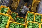A day laborer arranges alum washed bananas in crate on a truck during a harvest in a field in Bhusawal, Maharashtra, India, on Saturday, Oct. 4, 2014. Planting of crops from rice to soybeans and lentils were delayed this year as about 90 percent of India received below normal rainfall in June. An estimated 833 million people out of the 1.2 billion population depend on agriculture for their livelihood and the sector accounts for 14 percent of the nation’s gross domestic product.
