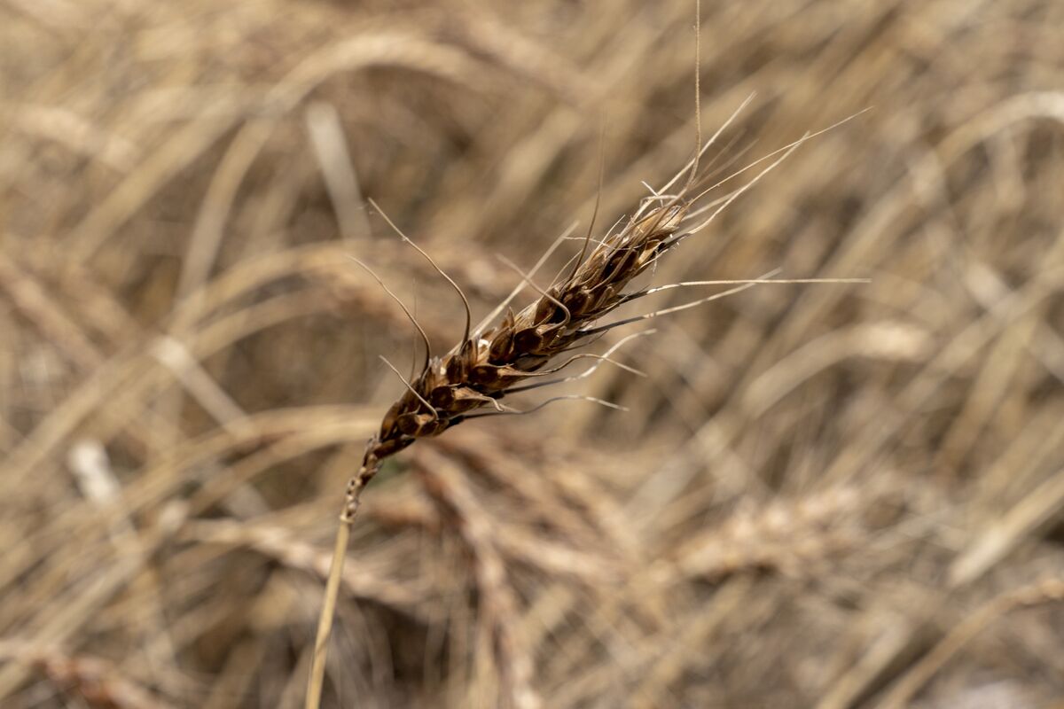Wheat Extends Gains as Poor Weather Worsens US Crop Conditions