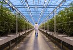 A worker walks past rows of cannabis plants in Gatineau, Quebec, Canada.
