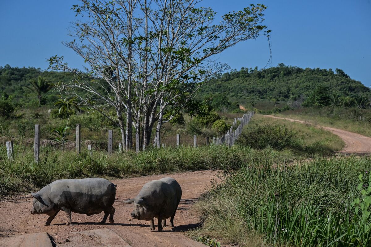 Brazil’s Top Pork Exporter Boosting Output to Target Asia Demand